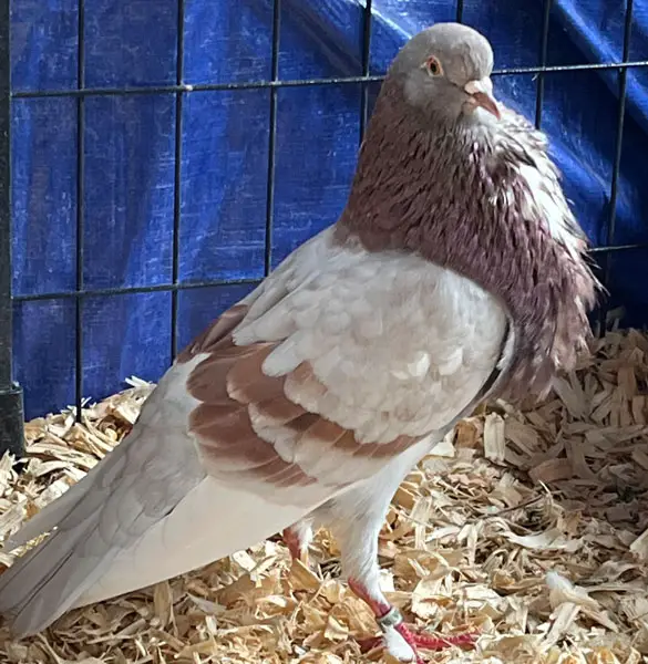 Norwich cropper pigeons as pets