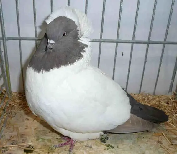Nun pigeon appearance