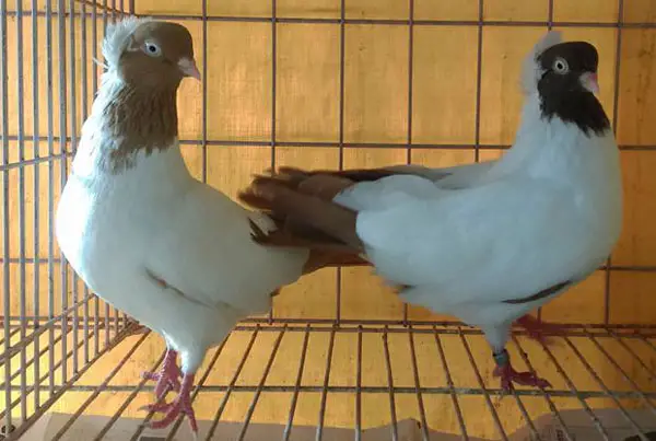 Nun pigeon as a pet