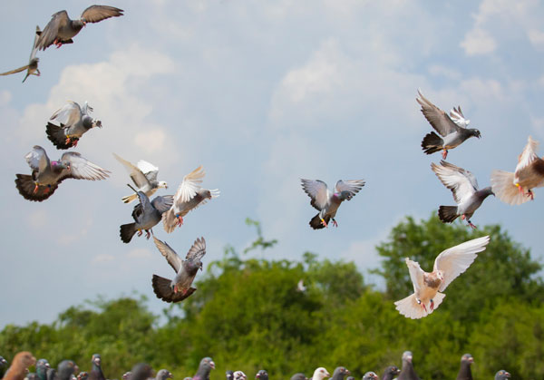 Nutrition and Exercise for Racing Pigeons