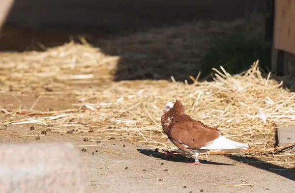 Old Dutch Capuchine Pigeon Appearance