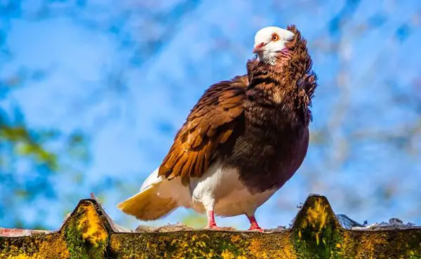 Old Dutch Capuchine Pigeon Behavior