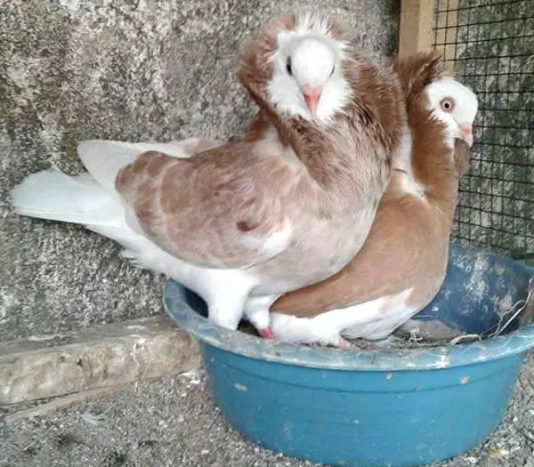 Old Dutch Capuchine Pigeon Breeding