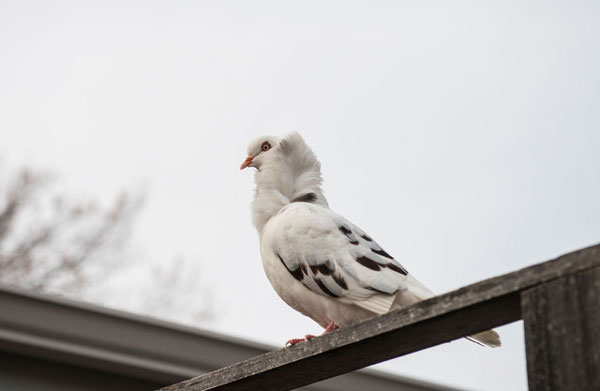 Old Dutch Capuchine Pigeon Lifespan