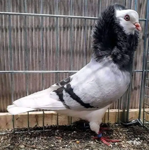 Old Dutch Capuchine pigeon as a pet