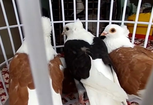 Old German Owl Pigeon As pets