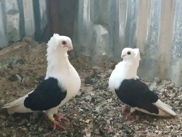 Old German Owl Pigeon Breeding