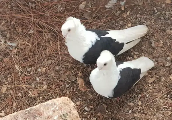 Old German Owl pigeon Appearance