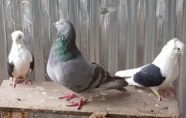 Old German Owl pigeon Behavior