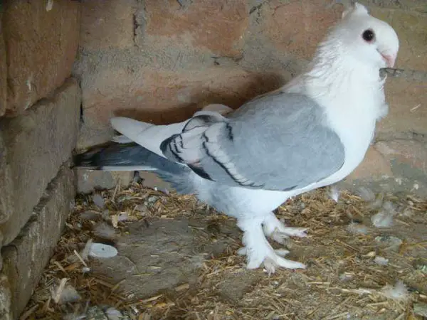 Oriental Frill Pigeon Appearance