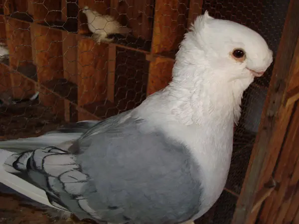 Oriental Frill Pigeon Behavior