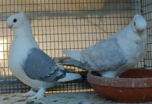 Oriental Frill Pigeon Breeding