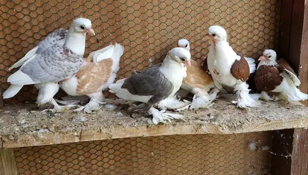 Oriental Frill Pigeon Lifespan