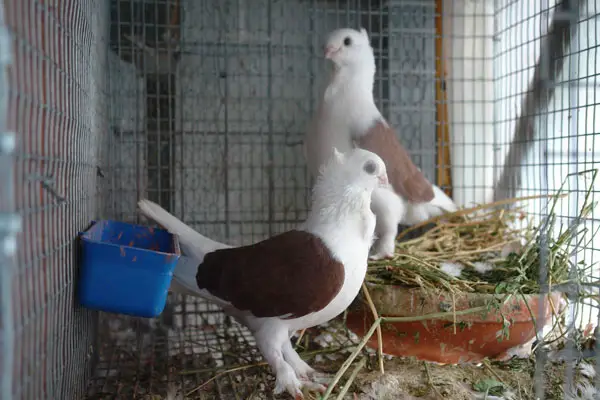 Oriental frill pigeon as a pet