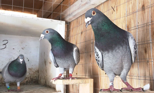 Physical Characteristics of Racing Pigeons