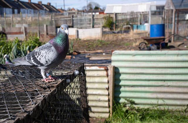 Physical Health Benefits of Pigeon Racing