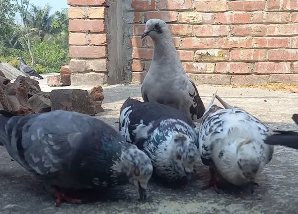 Pigeon Cooing For Communication