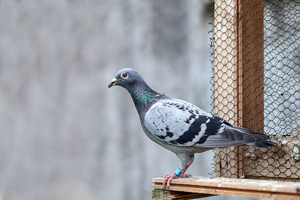 Pigeon Racing as a Form of Communication
