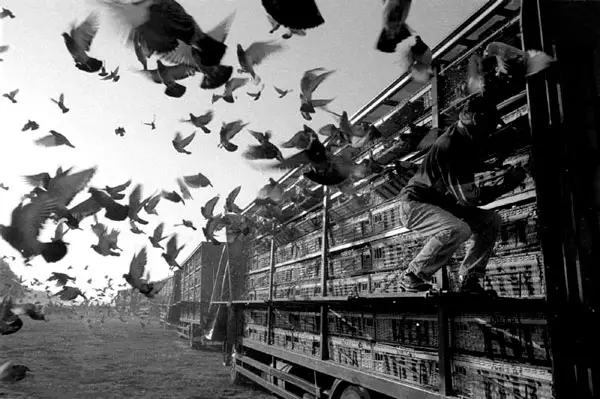 Pigeon Racing in Ancient Times