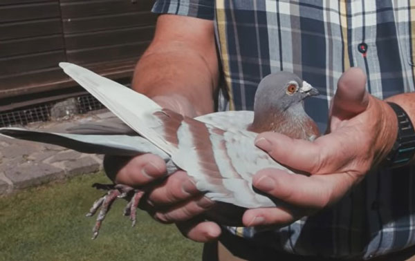 Pigeon Racing in Different Regions of the World