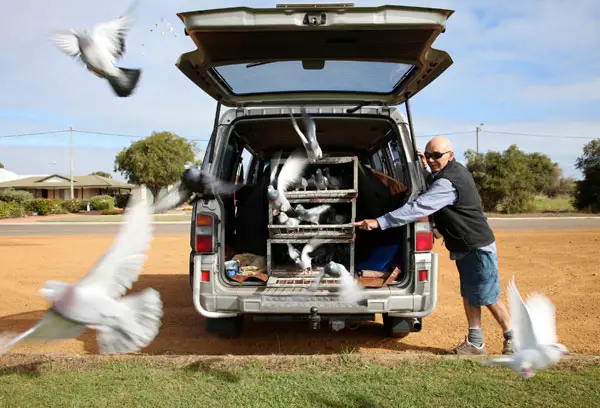 Pigeon Racing