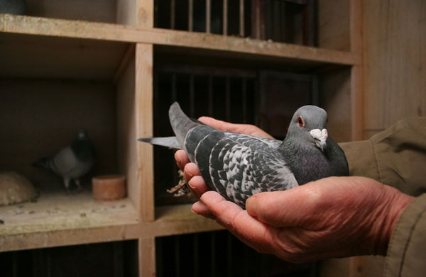 Proper Care and Treatment for Injured Racing Pigeons