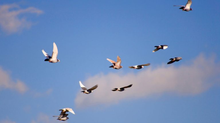 The Psychology of Pigeon Racing: Mental Toughness and Resilience