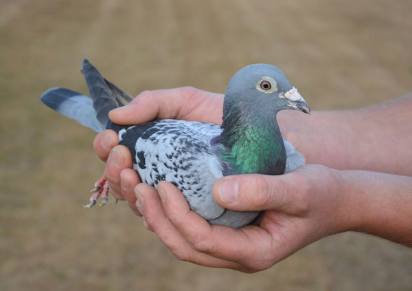 Racing Pigeon