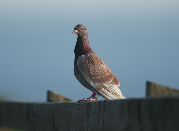 Racing Pigeon Anatomy