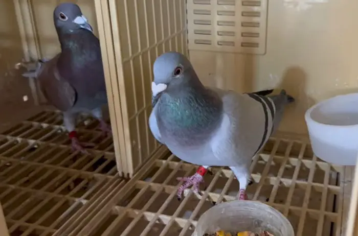 Racing Pigeon Buying From Pet Stores