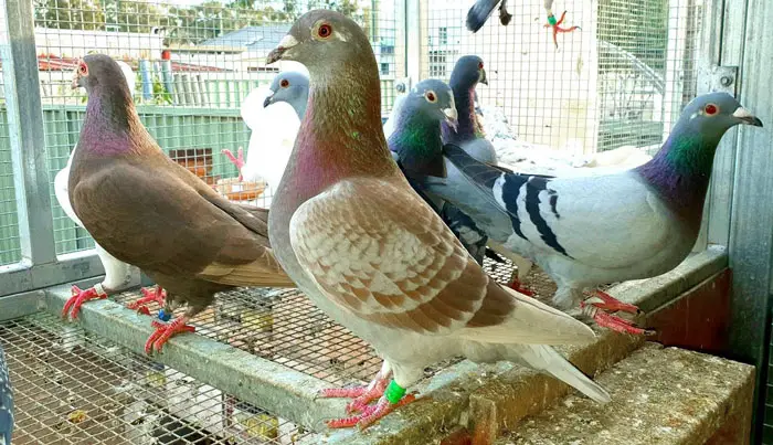 Racing Pigeon Buying from Online Marketplaces and Auction Sites