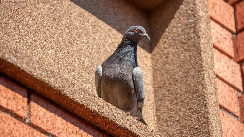 A Guide On How Much Does A Racing Pigeon Cost?