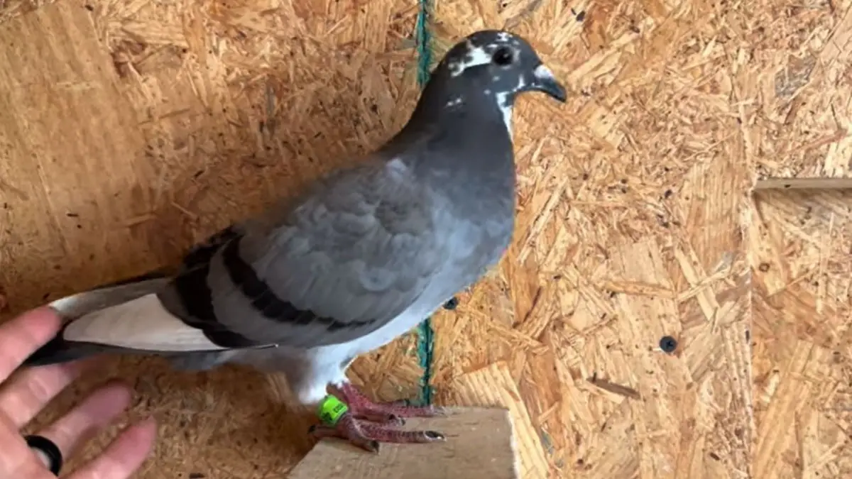 Racing Pigeon For Sale In USA