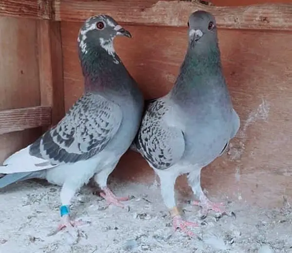 Racing Pigeon In USA