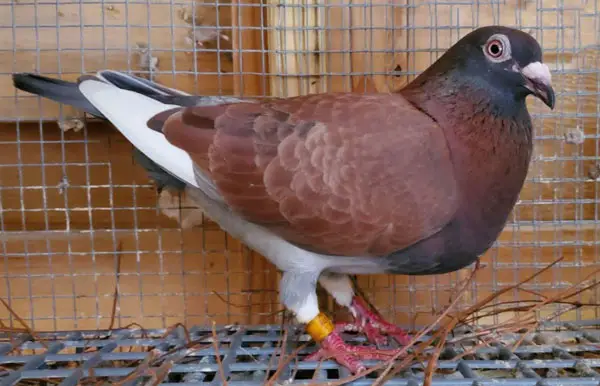 Racing Pigeon Racing performance