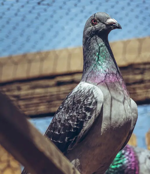 Racing Pigeon