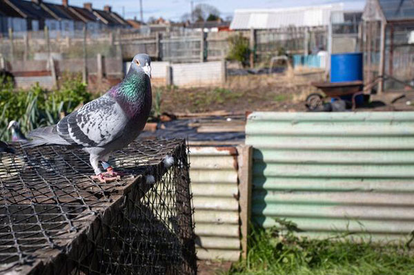 Resilience in Pigeon Racing