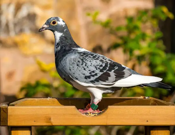 Resources for Finding the Owner of a Lost Racing Pigeon