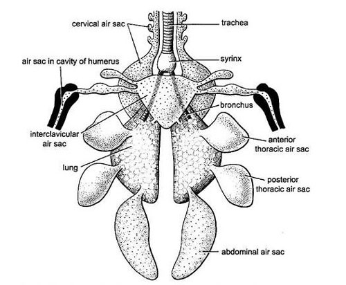 Respiratory System of Racing Pigeons