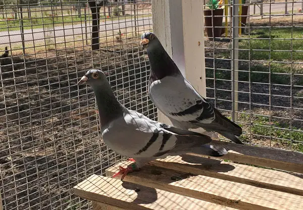 Role Of Intelligence Testing In Selecting Racing Pigeons For Breeding