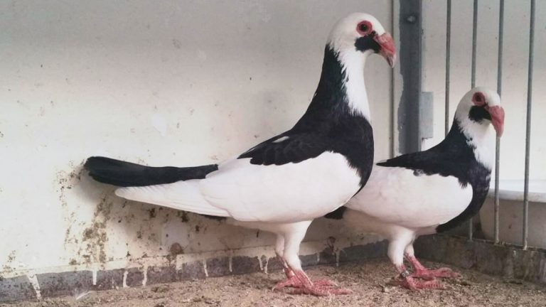 Scandaroon Pigeon: Origin, Appearance, Behavior, Care, And More