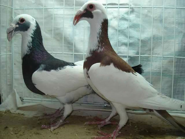 Scandaroon Pigeon Breeding