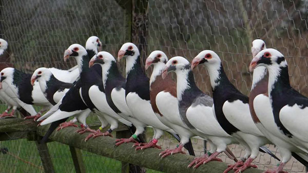 Scandaroon Pigeon Origin and history