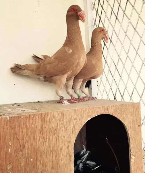 Scandaroon pigeons as pets