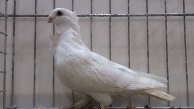 Seraphim Pigeon: Origin, Appearance, Behavior, Care, And More