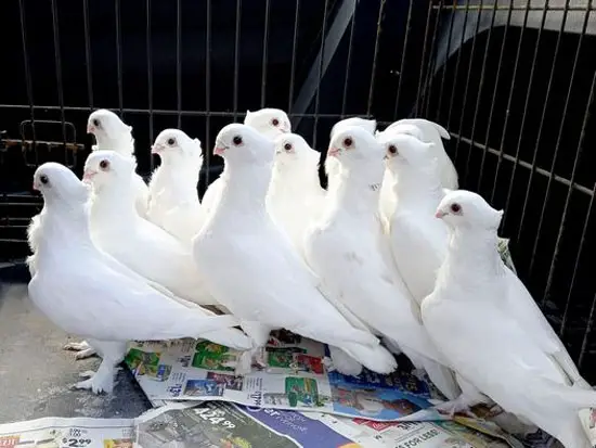 Seraphim Pigeon Breeding