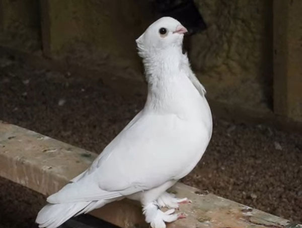 Seraphim Pigeon Origin and history