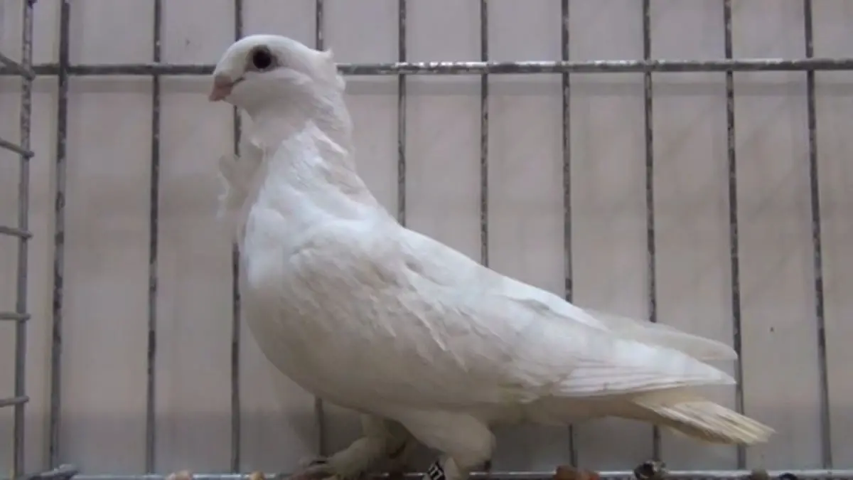Seraphim Pigeon