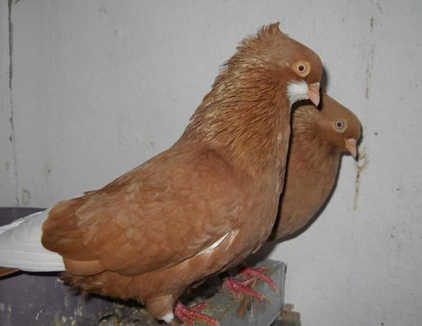 Serbian Highflyer Pigeon Breeding