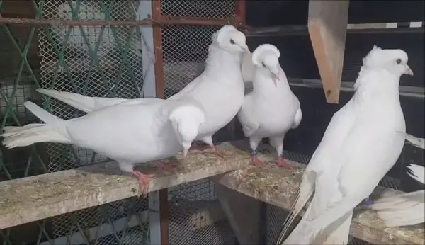 Serbian Highflyer Pigeon Lifespan